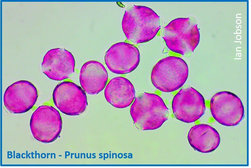 Blackthorn – Prunus spinosa