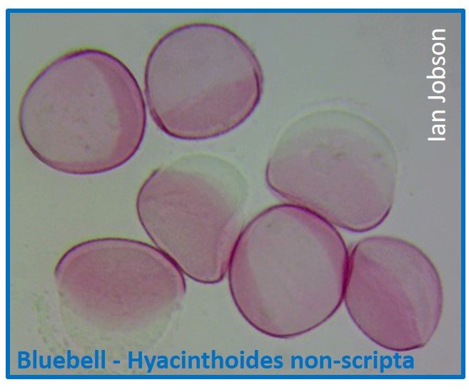 Bluebell – Hyacinthoides non-scripta