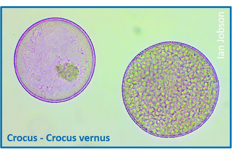 Crocus – Crocus vernus