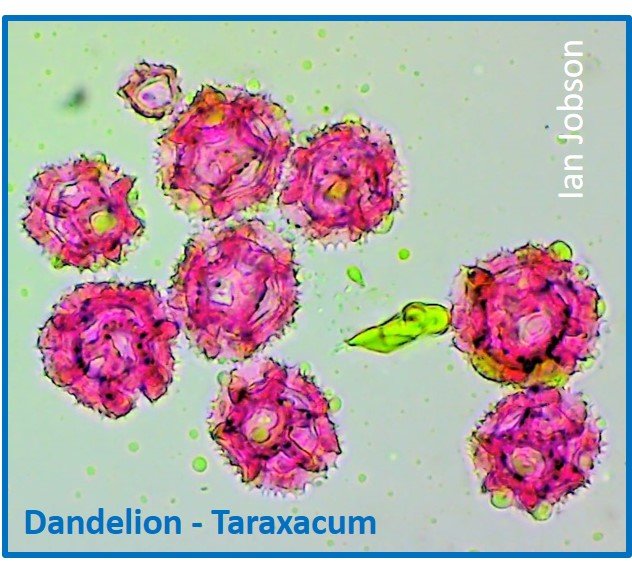 Dandelion – Taraxacum