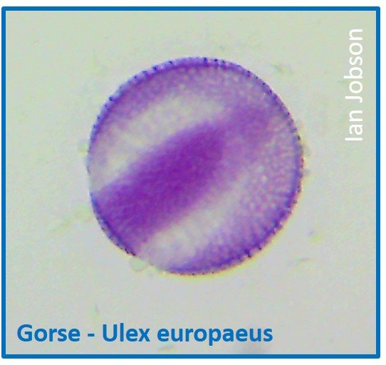 Gorse – Ulex europaeus