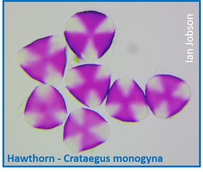 Hawthorn – Crataegus monogyna