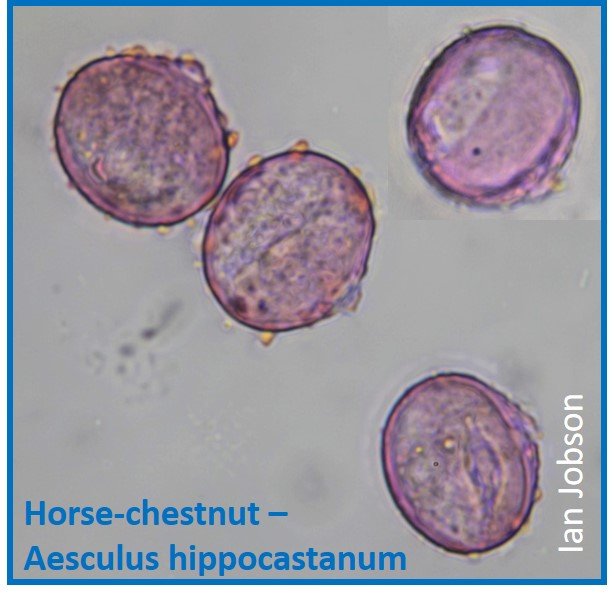 Horse-chestnut – Aesculus hippocastanum