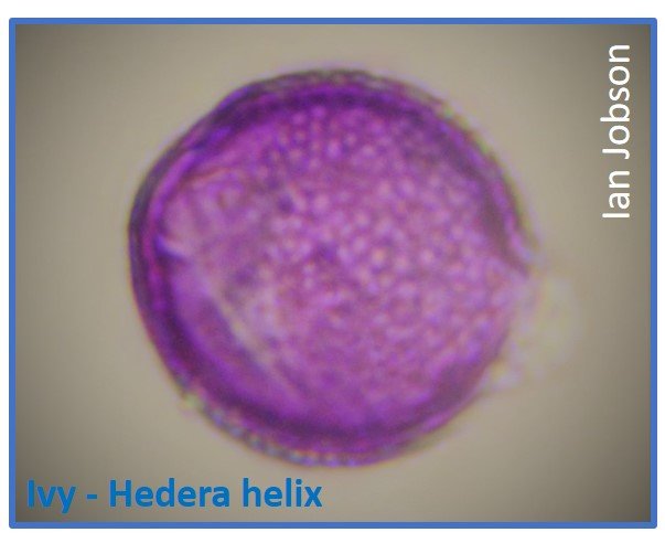 Ivy – Hedera helix