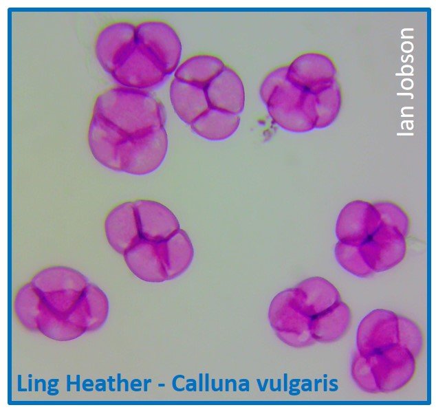 Ling Heather – Calluna vulgaris