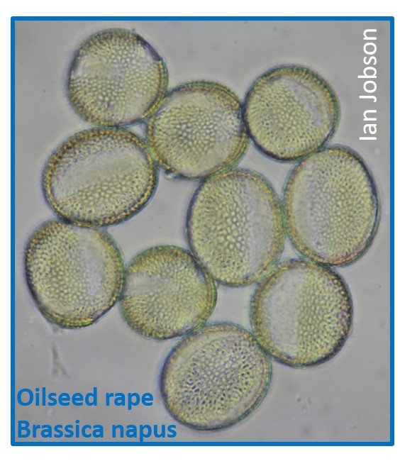 Oilseed rape – Brassica napus