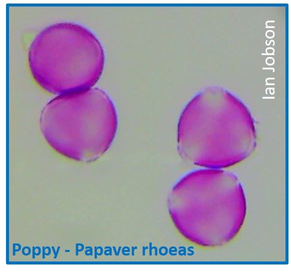 Poppy – Papaver rhoeas