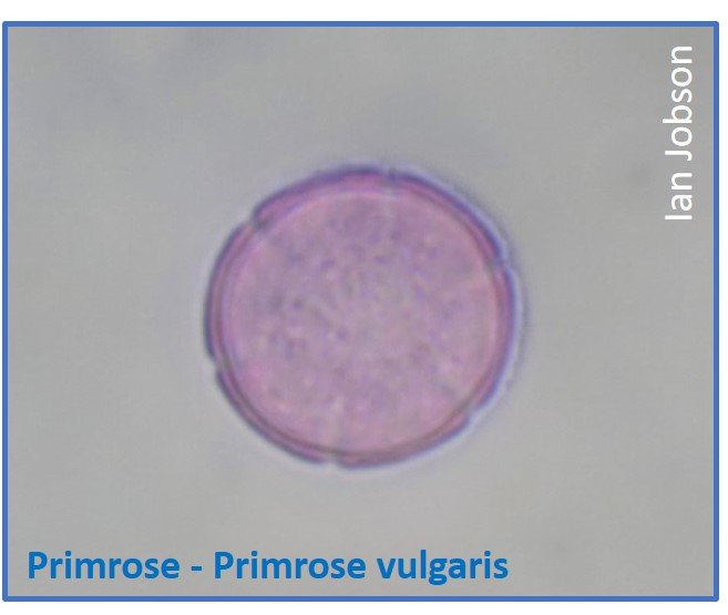 Primrose – Primrose vulgaris