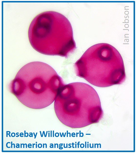 Rosebay willowherb – chamerion angustifolium