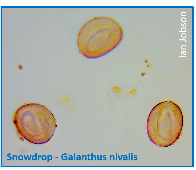 Snowdrop – Galanthus nivalis
