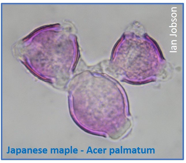 Japanese maple – Acer palmatum