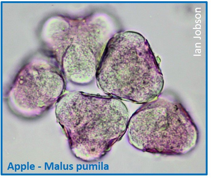 Apple – Malus pumila