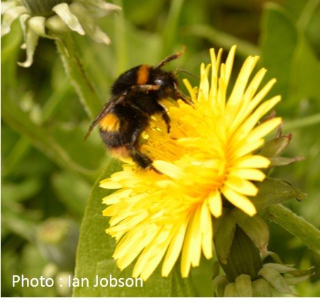 Bee – Bumble Bee – Bombus terrestris