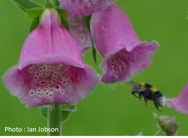 Bee – Bumble Bee – Bombus hortorum