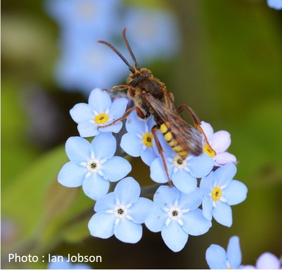 Bee – Nomad Bee – Nomada goodeniana