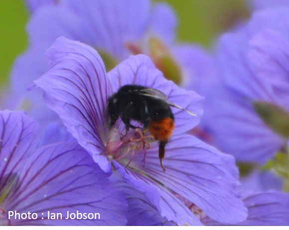 Bee – Bumble Bee – Bombus lapidarius