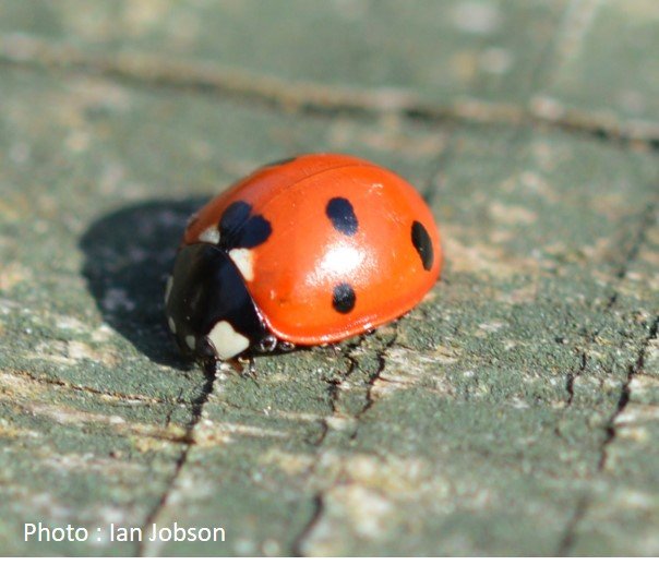 Beetle – Ladybird – 7 spotted