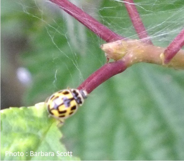 Beetle – Ladybird – 14 Spotted