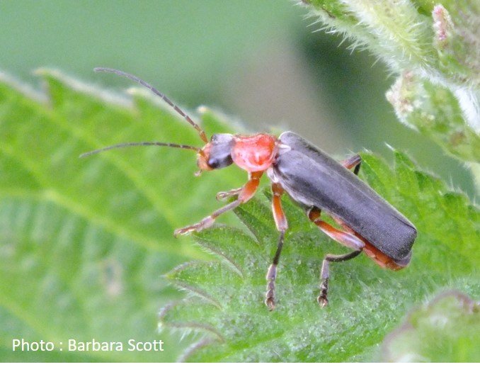 Beetle – Click Beetle – Cartharis rustica