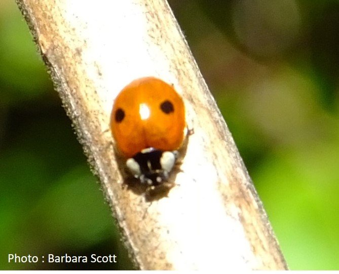 Beetle – Ladybird – 2 spotted