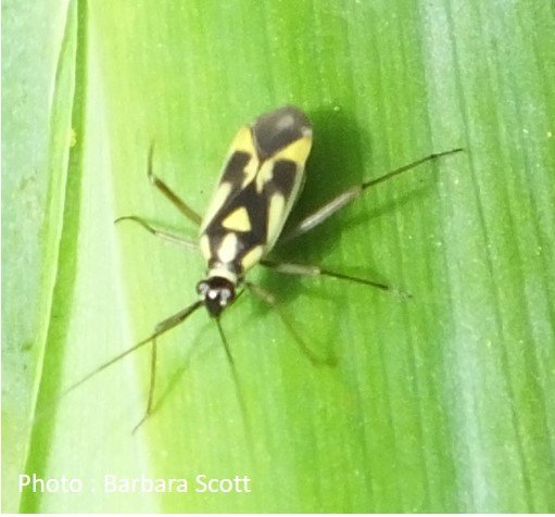 True Bug – Mirid Bug – Dryophilocoris flavoquadrimaculatus