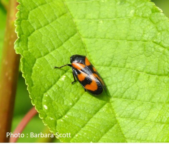 True Bug – Frog hopper – Cercopis vulnerata