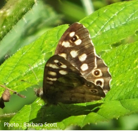 Butterfly – Browns – Speckled wood – Pararge aegeria