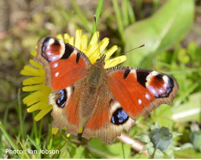 Butterfly – Peacock – Inachis io