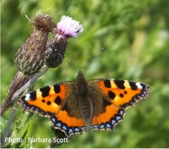 Butterfly – Small Tortoiseshell – Aglais urticae