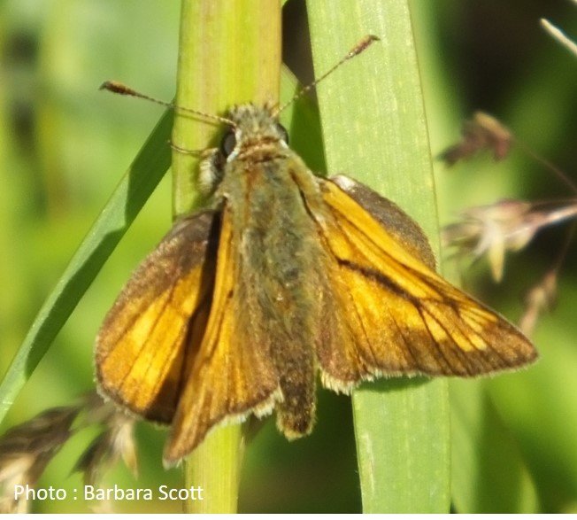 Butterfly – Large Skipper – Ochlodes venatus