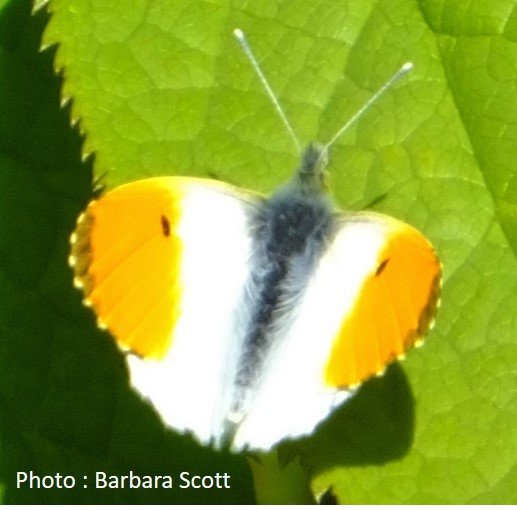 Butterfly – Orange Tip – Anthocharis cardamines