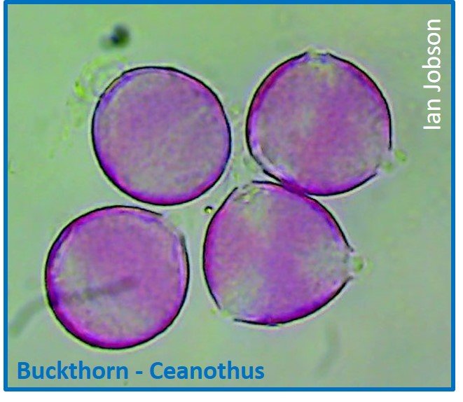 Buckthorn – Ceanothus