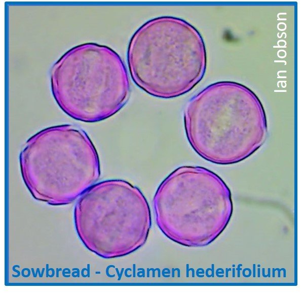 Sowbread – Cyclamen hederifolium