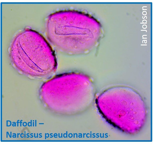 Daffodil – Narcissus pseudonarcissus