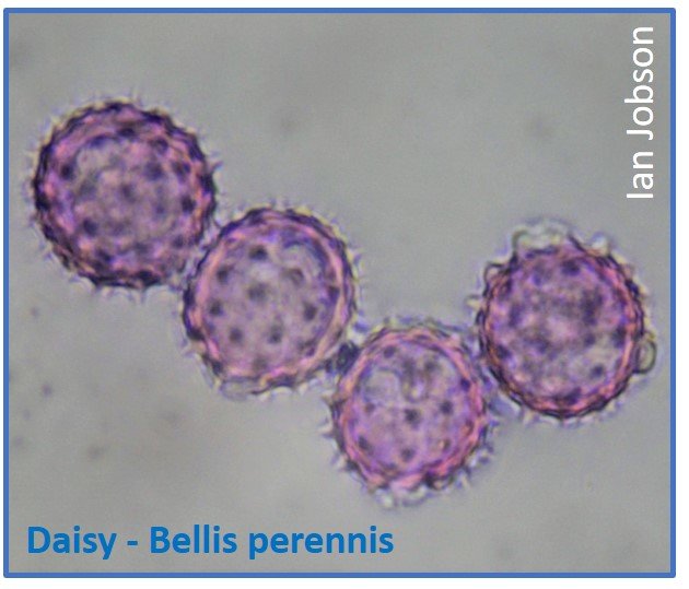 Daisy – Bellis perennis