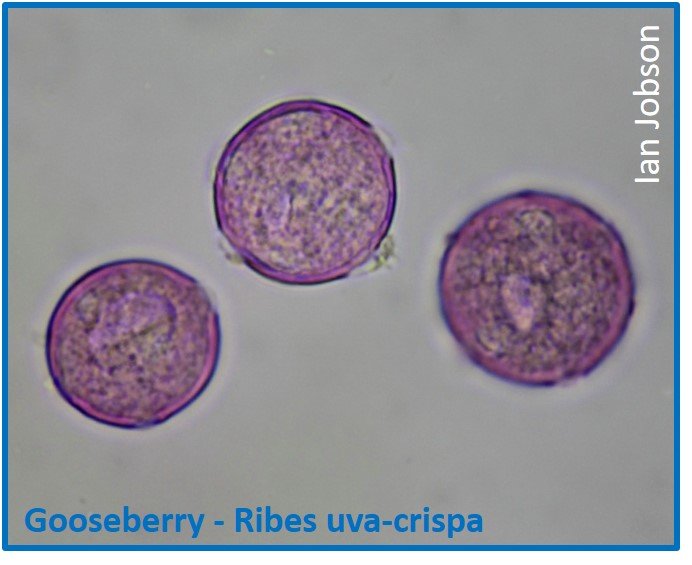 Gooseberry – Ribes uva-crispa