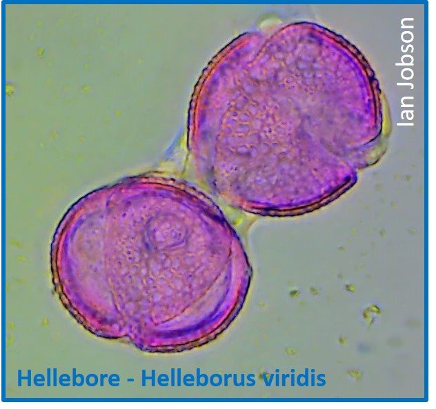 Hellebore – Helleborus viridis