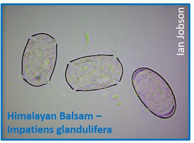 Himalayan Balsam – Impatiens glandulifera
