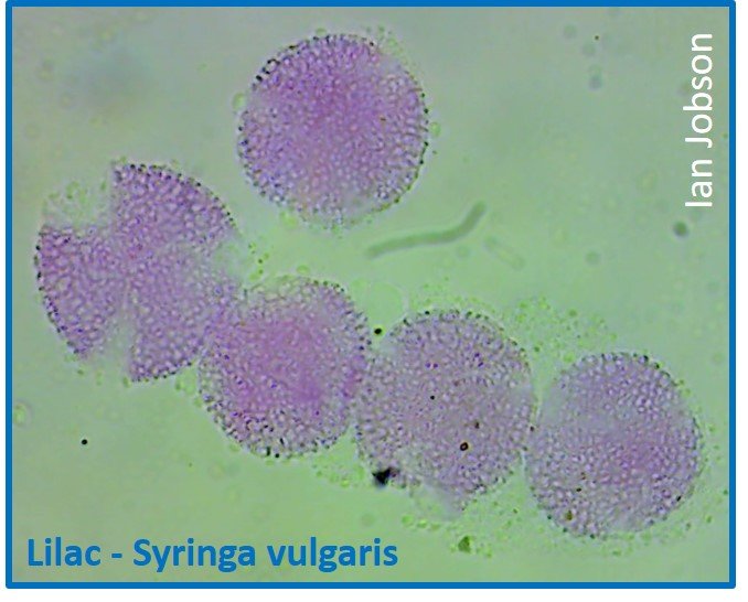 Lilac – Syringa vulgaris