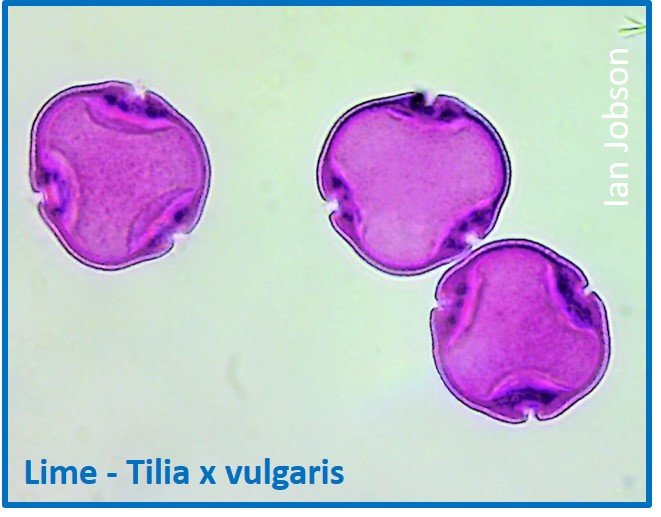 Lime – Tilia x vulgaris