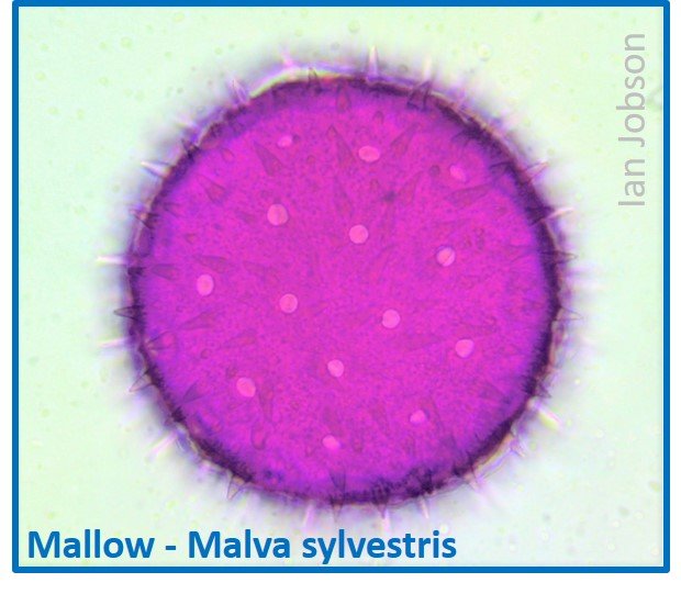 Mallow – Malva sylvestris
