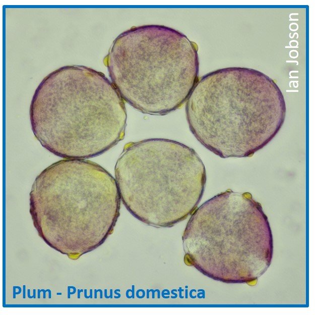 Plum – Prunus domestica