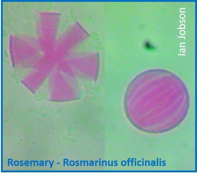 Rosemary – Rosmarinus officinalis