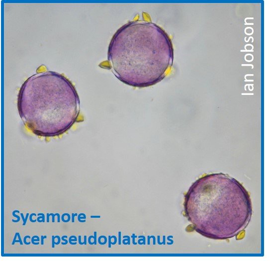 Sycamore – Acer pseudoplatanus
