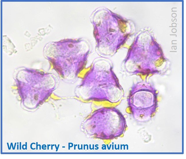 Wild Cherry – Prunus avium