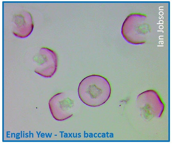 English Yew – Taxus baccata