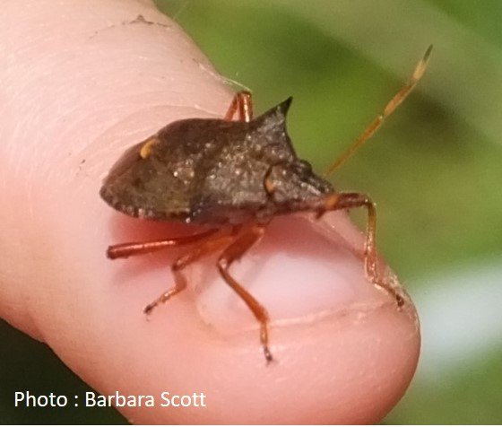 True Bugs – Shield Bug – Picromerus bidens