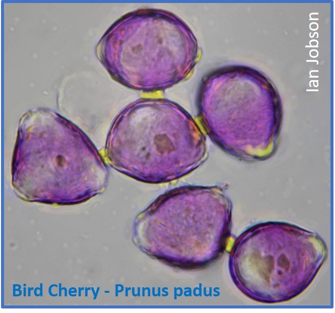 Bird Cherry – Prunus padus