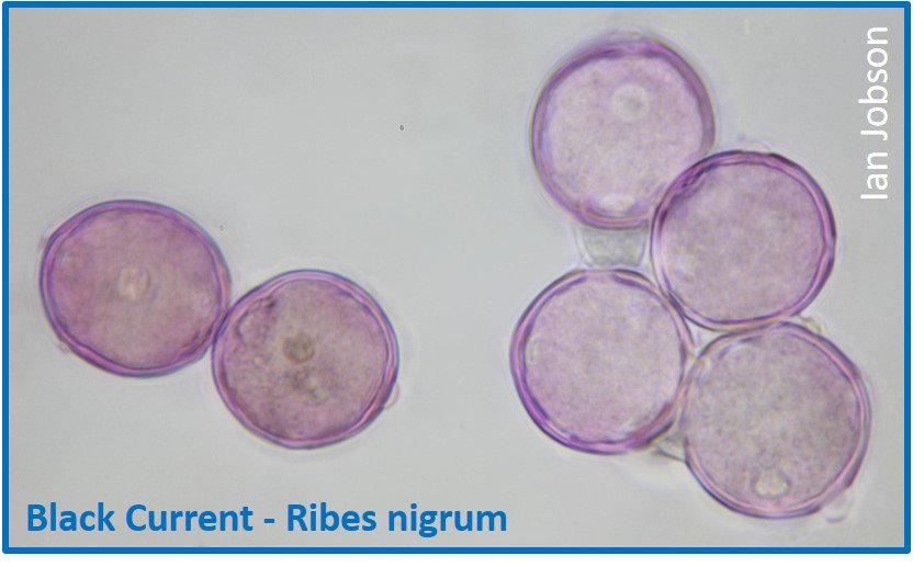 Black Currant – Ribes nigrum