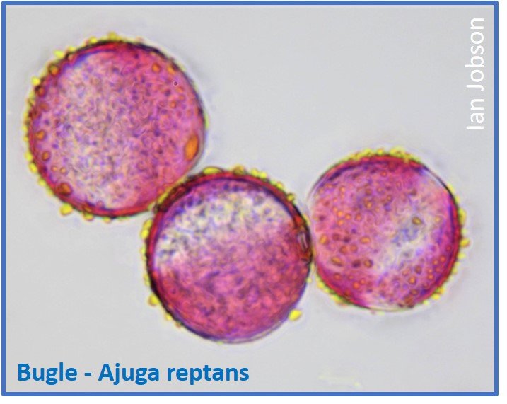 Bugle – Ajuga reptans